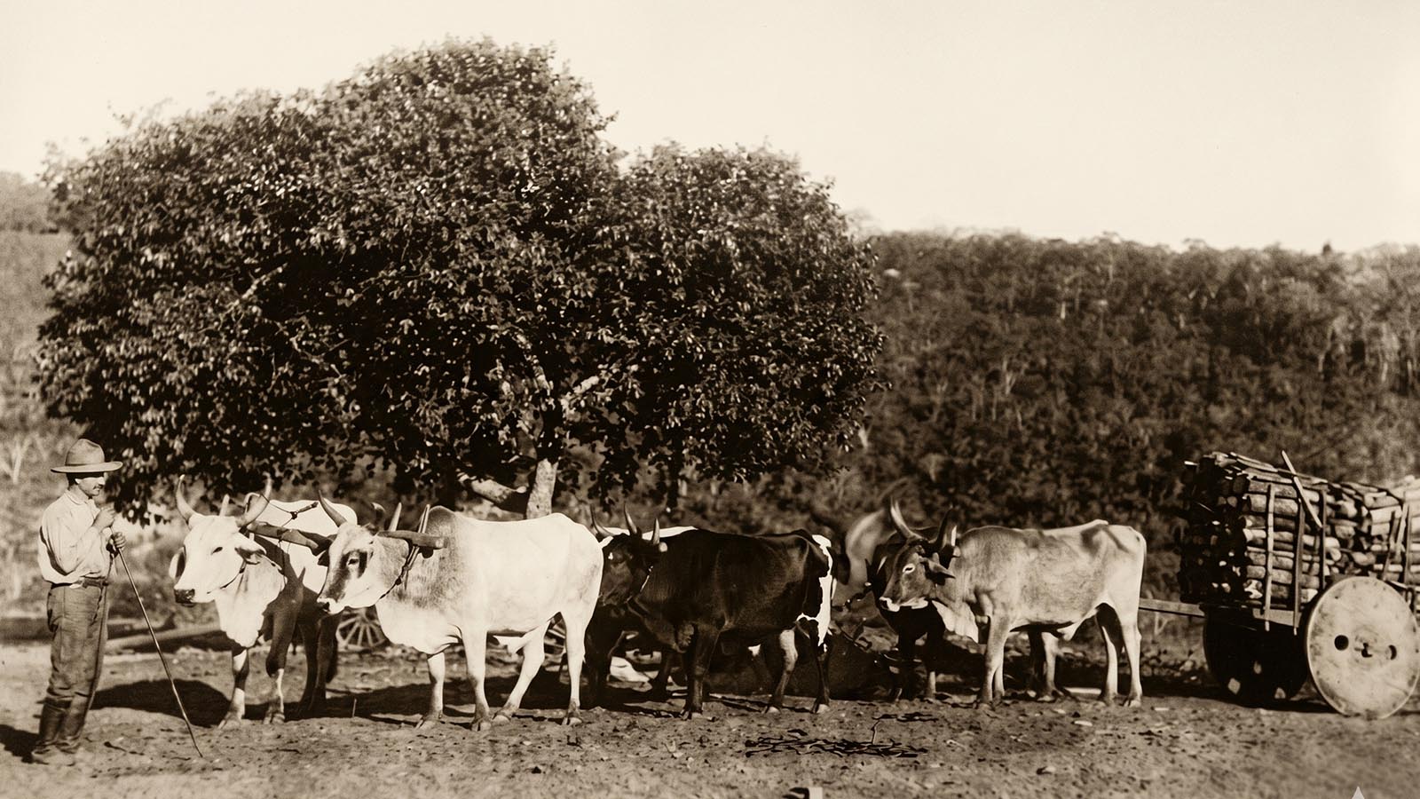 Fazenda Milk Menk
